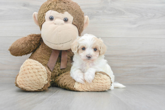 Maltipoo Pup Being Cute