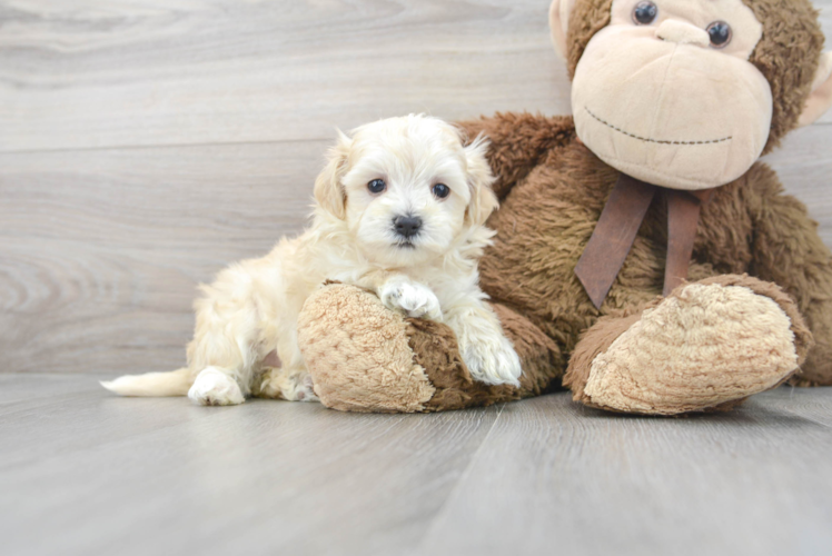 Hypoallergenic Maltepoo Poodle Mix Puppy