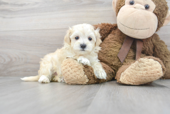 Hypoallergenic Maltepoo Poodle Mix Puppy