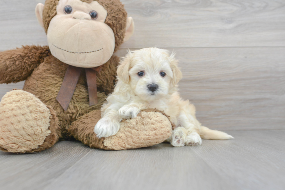 Happy Maltipoo Baby