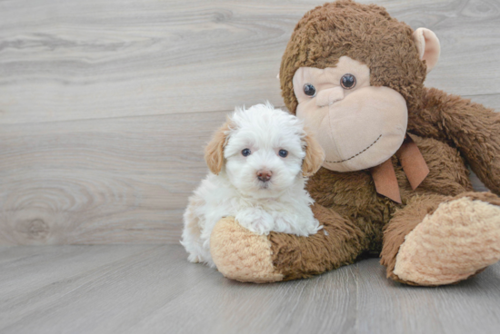 Cute Maltipoo Baby