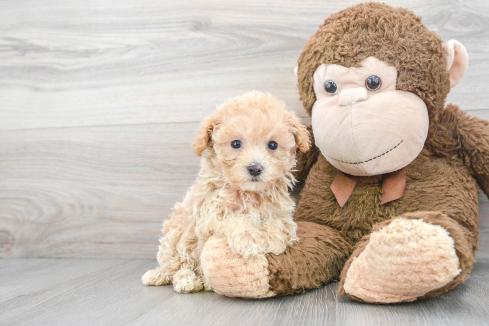 Maltipoo Puppy for Adoption