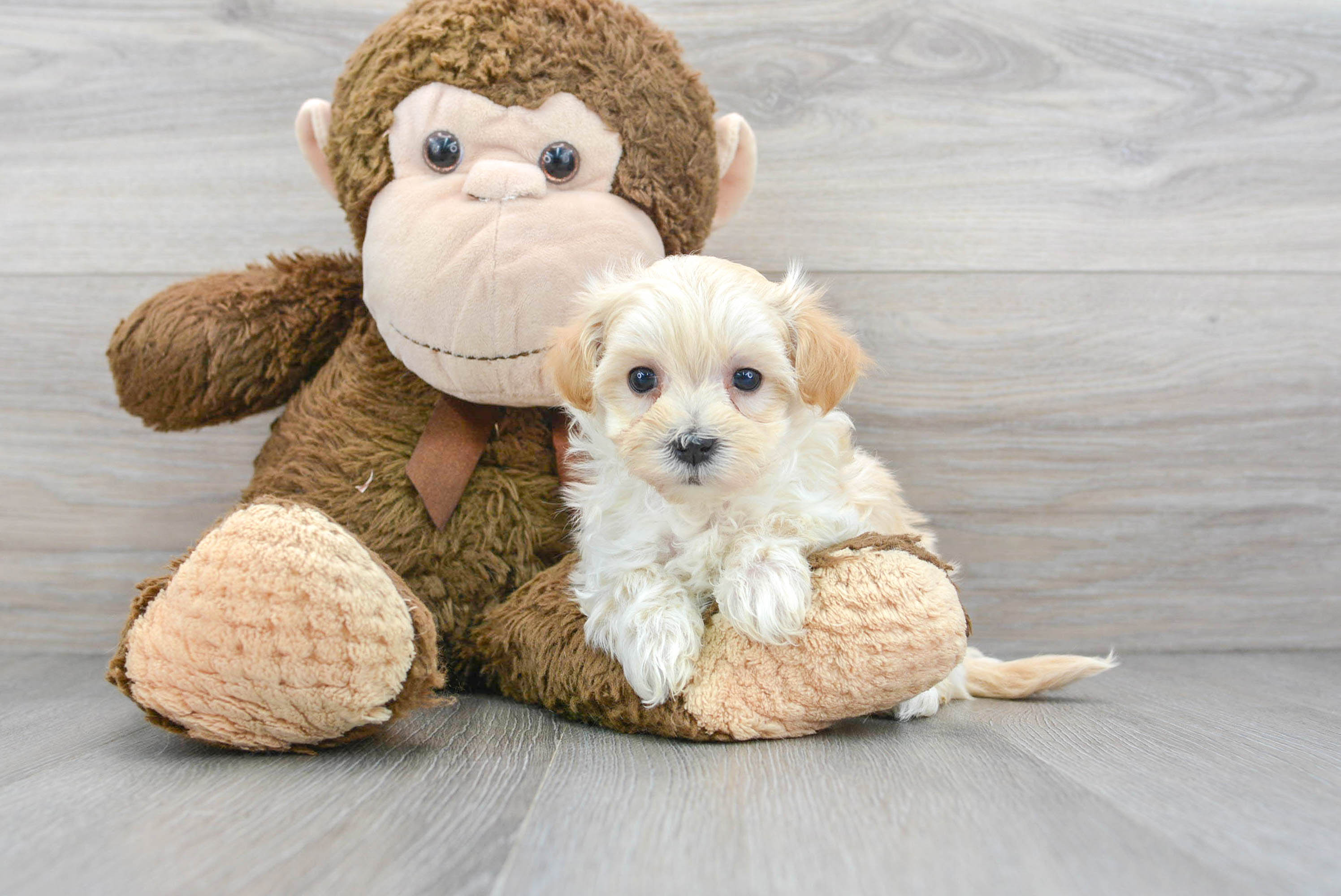 Maltipoo Puppy for Adoption