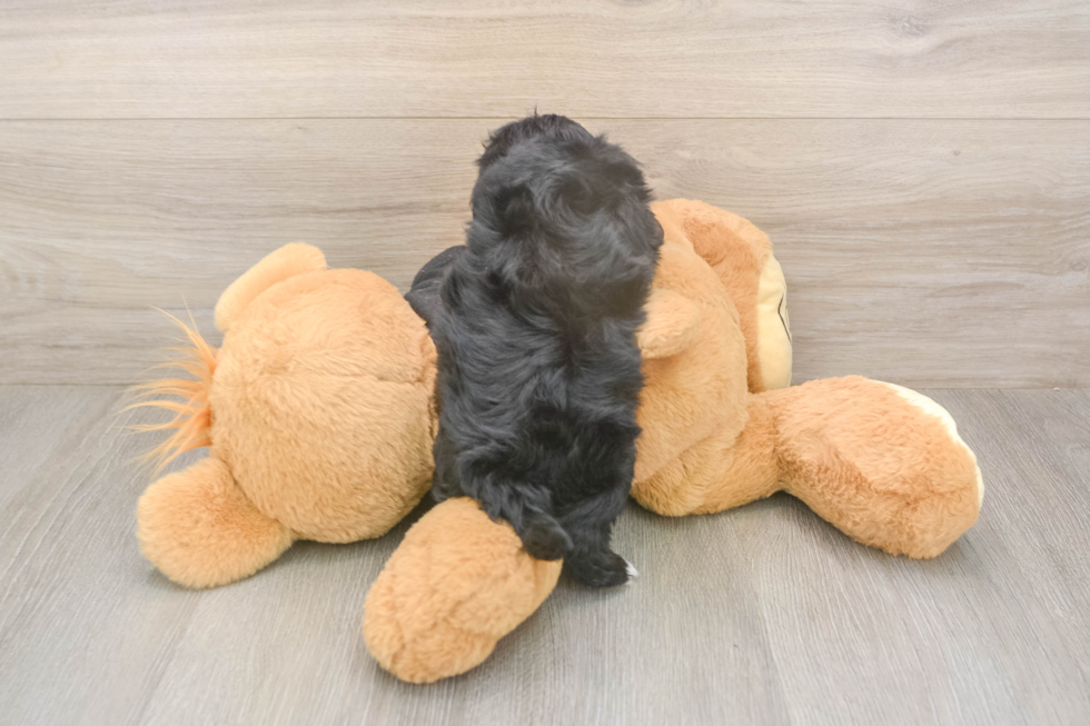 Small Maltipoo Baby