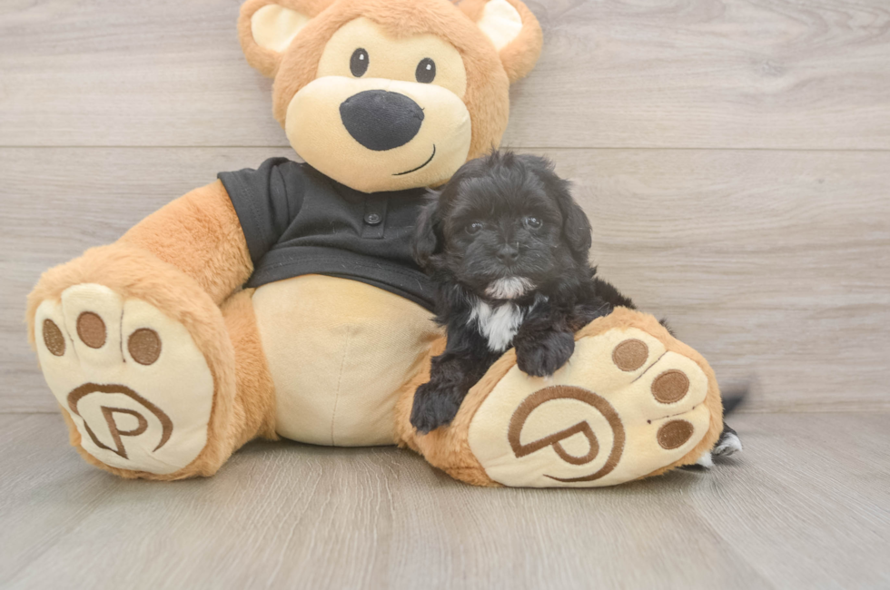 5 week old Maltipoo Puppy For Sale - Premier Pups