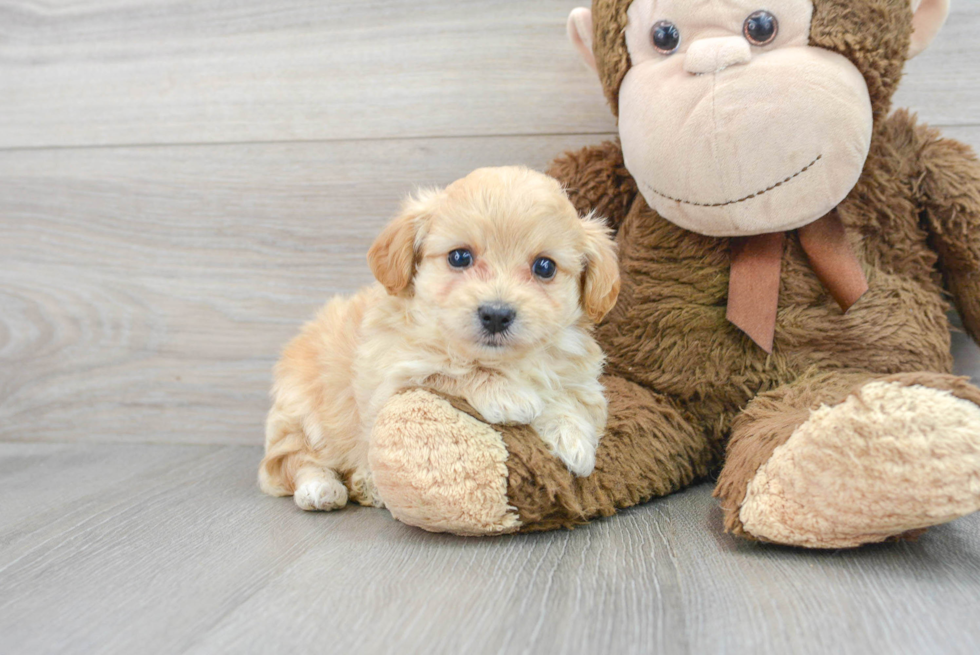 Playful Maltepoo Poodle Mix Puppy