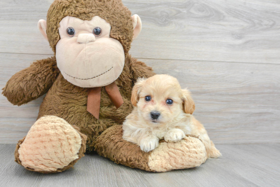 Maltipoo Pup Being Cute