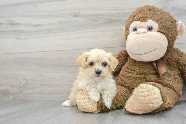 Smart Maltipoo Poodle Mix Pup