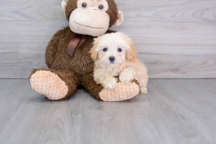 Maltipoo Pup Being Cute