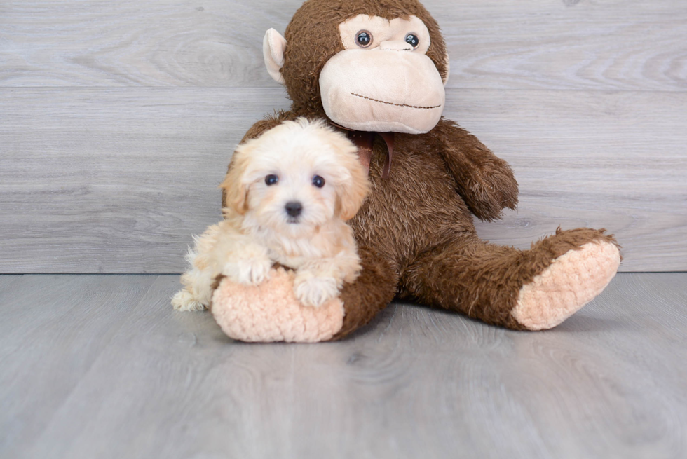 Sweet Maltipoo Baby