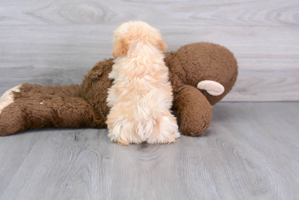 Maltipoo Pup Being Cute