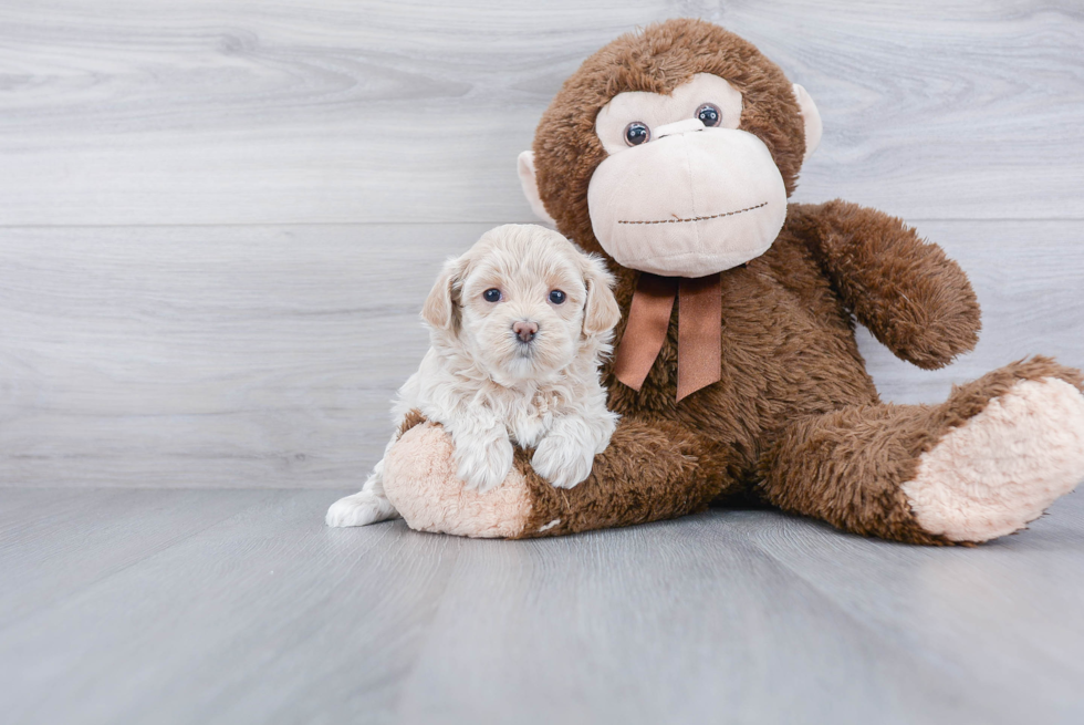 Maltipoo Puppy for Adoption