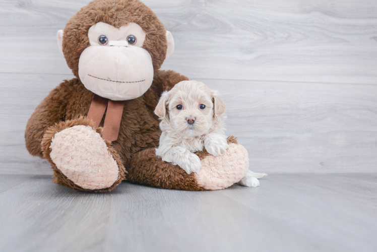 Maltipoo Puppy for Adoption