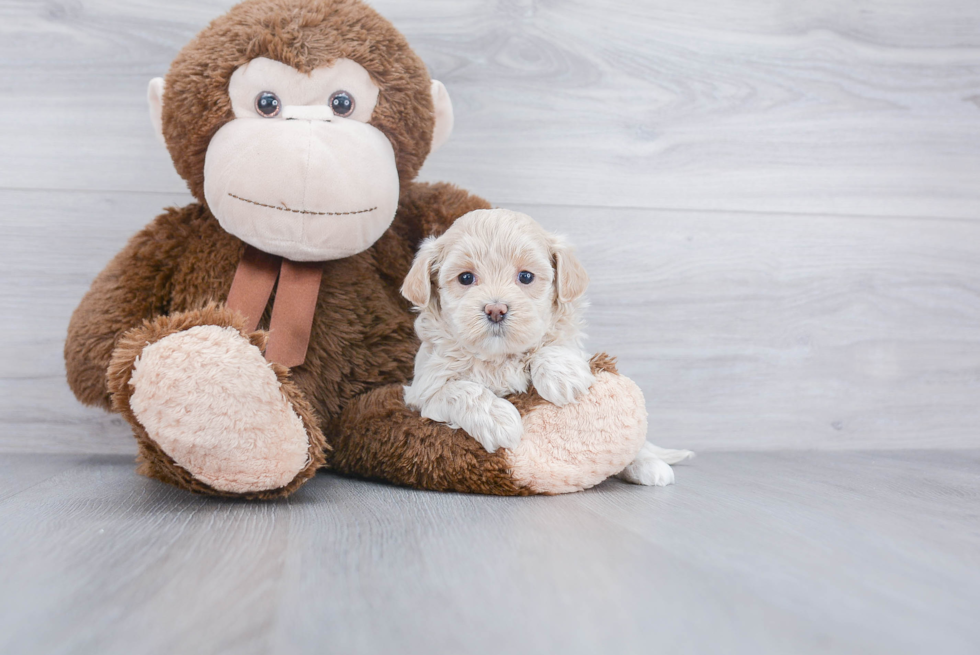 Maltipoo Puppy for Adoption