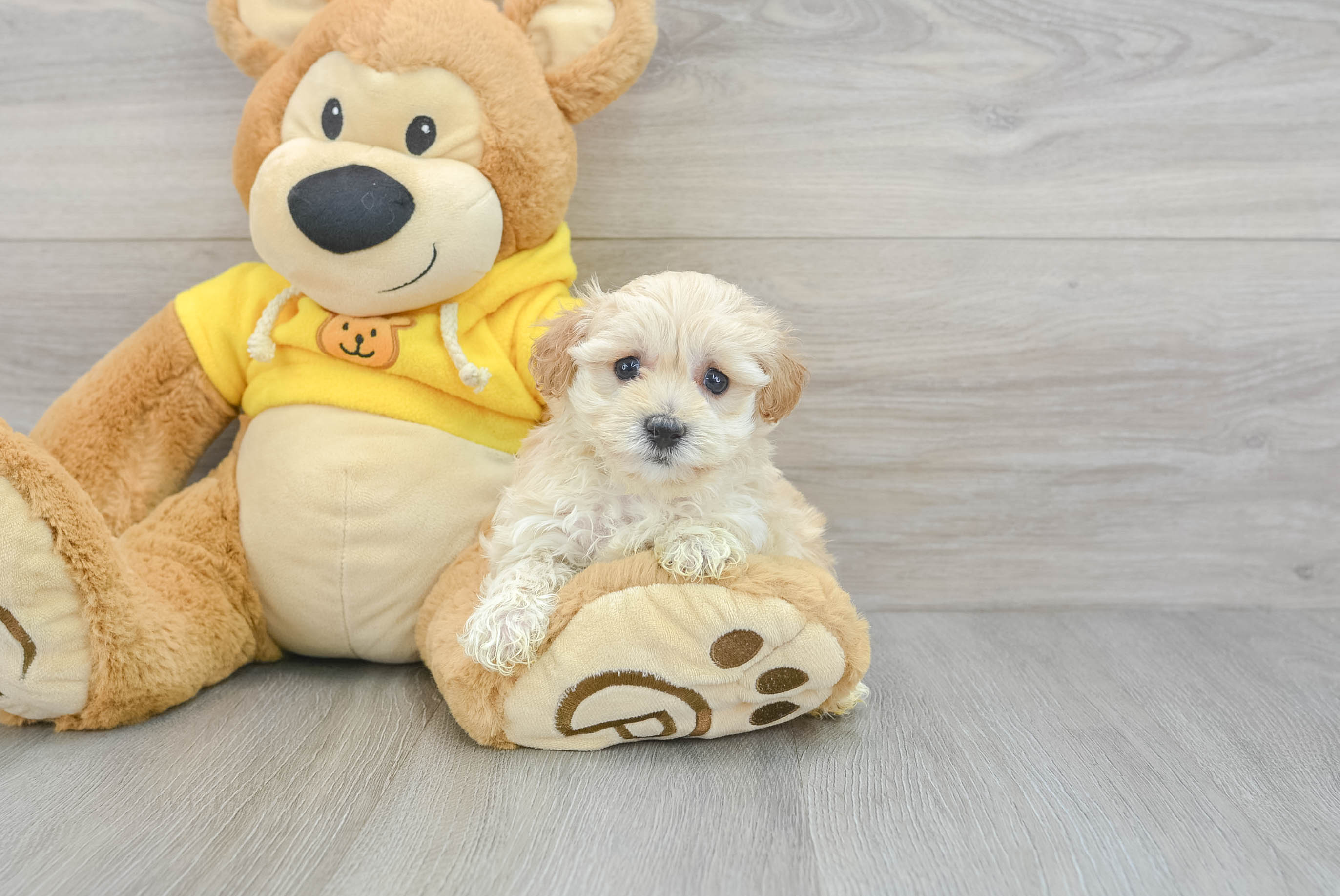 Popular Maltipoo Poodle Mix Pup