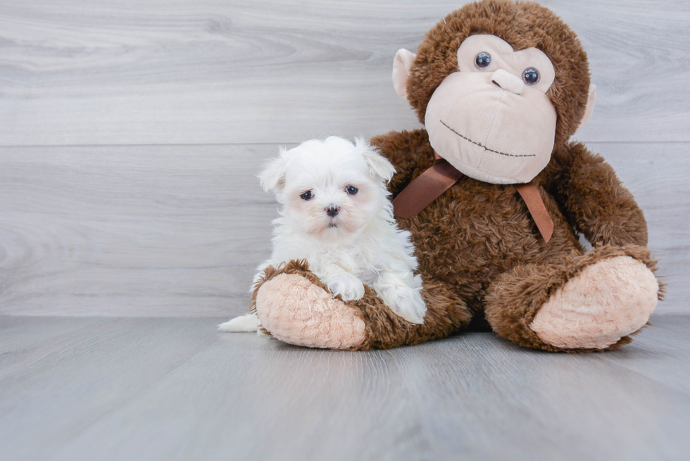 Best Maltipoo Baby