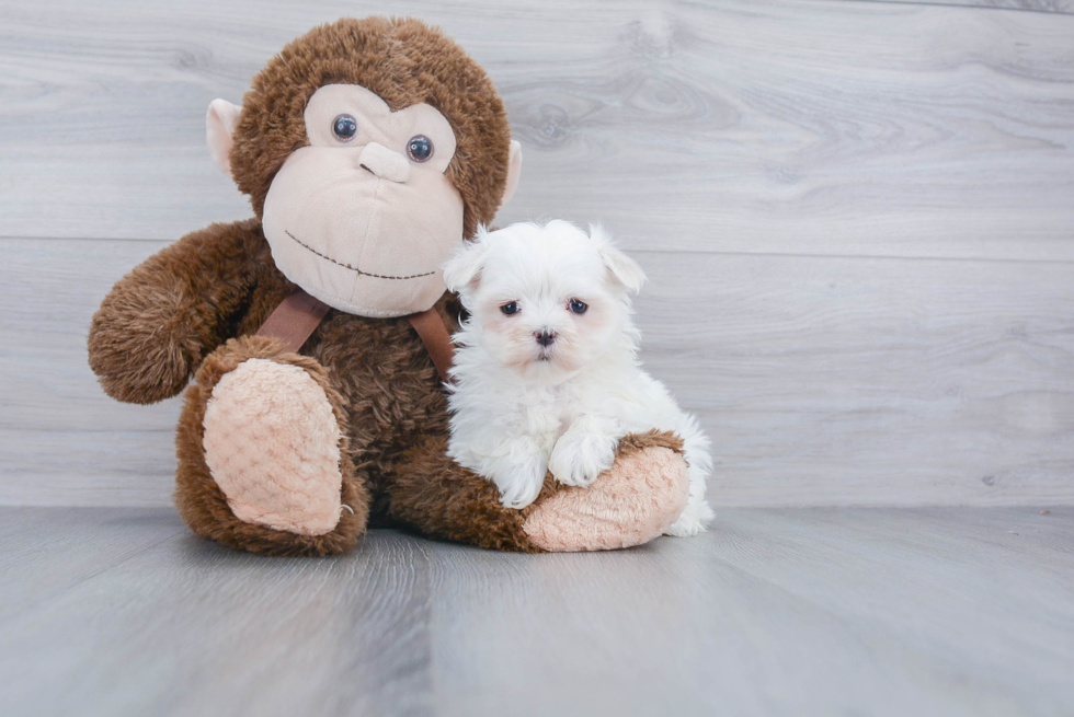 Sweet Maltipoo Baby