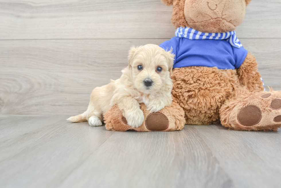 Best Maltipoo Baby