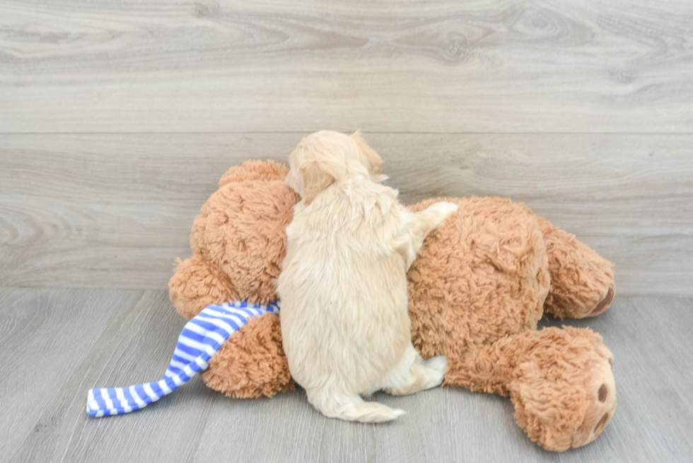 Maltipoo Pup Being Cute