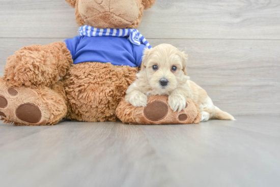 Little Maltese Poodle Poodle Mix Puppy