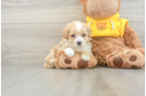 Small Maltipoo Baby