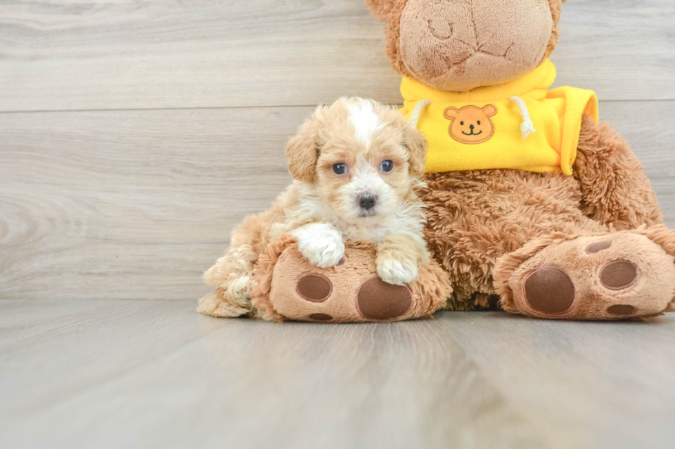 Small Maltipoo Baby