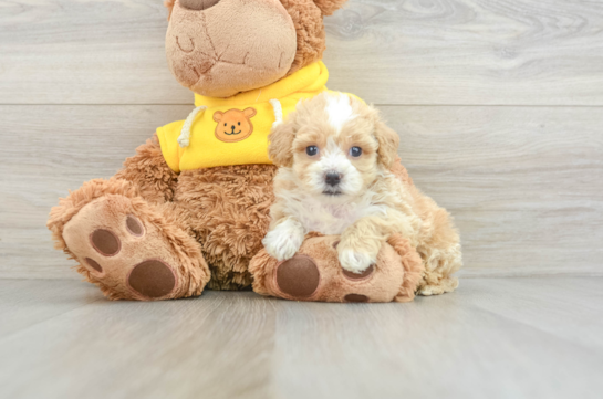 Maltipoo Pup Being Cute