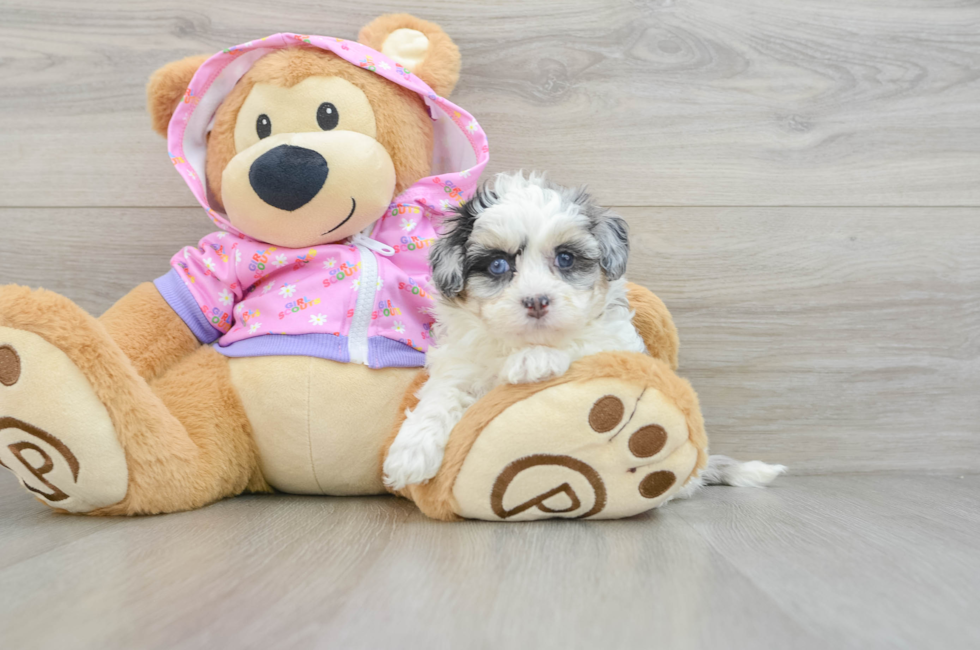 6 week old Maltipoo Puppy For Sale - Premier Pups