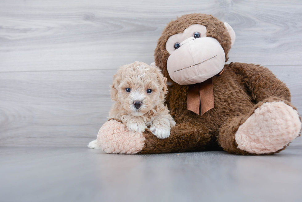 Popular Maltipoo Poodle Mix Pup