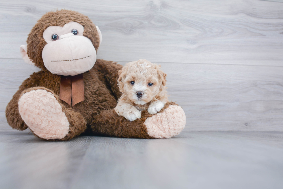 Playful Maltepoo Poodle Mix Puppy