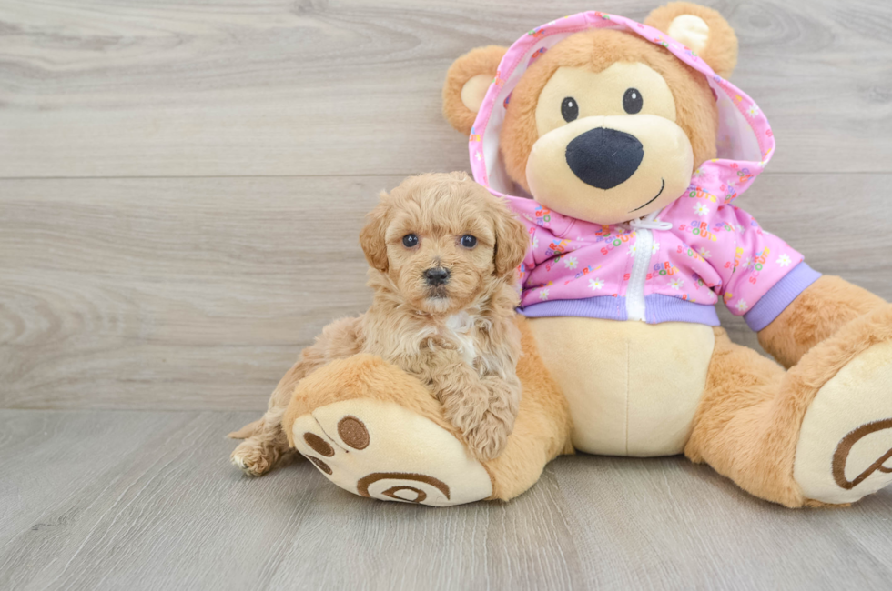 5 week old Maltipoo Puppy For Sale - Premier Pups