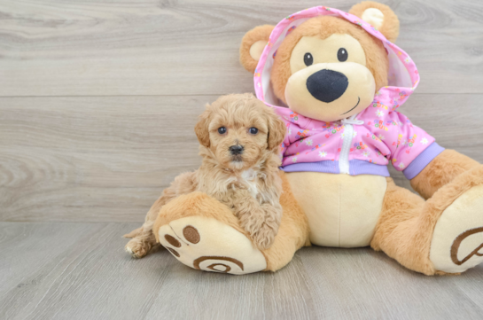 Fluffy Maltipoo Poodle Mix Pup