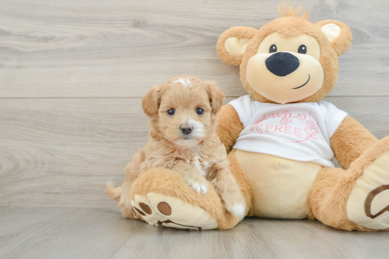 Meet Aspen - our Maltipoo Puppy Photo 1/3 - Premier Pups