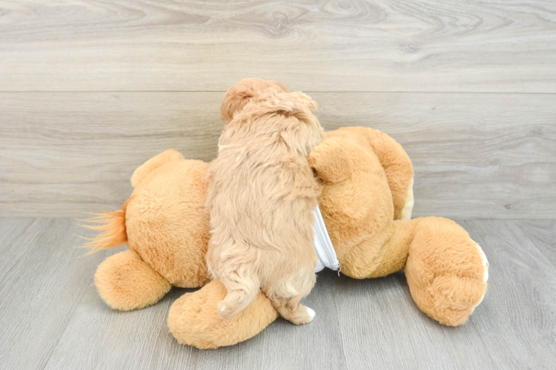Meet Aspen - our Maltipoo Puppy Photo 2/3 - Premier Pups