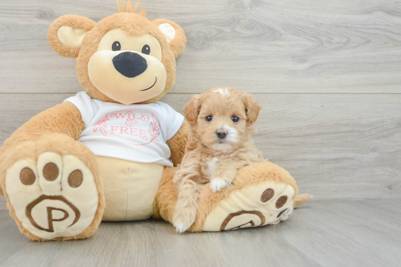 Meet Aspen - our Maltipoo Puppy Photo 3/3 - Premier Pups