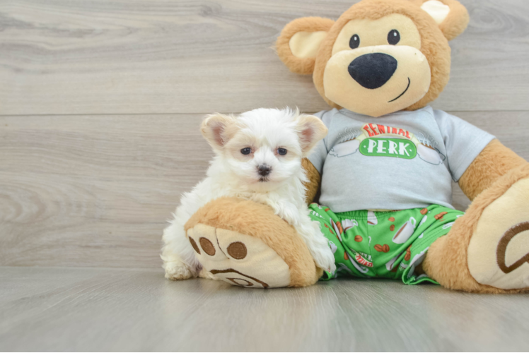 Maltipoo Puppy for Adoption