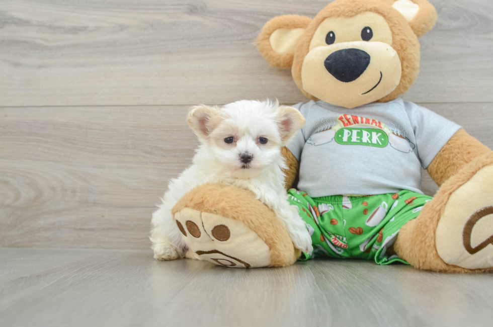 6 week old Maltipoo Puppy For Sale - Premier Pups