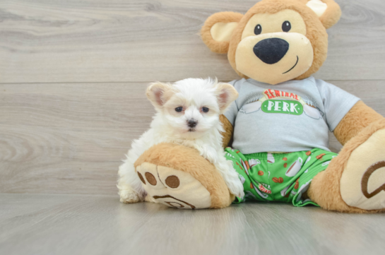 Maltipoo Puppy for Adoption