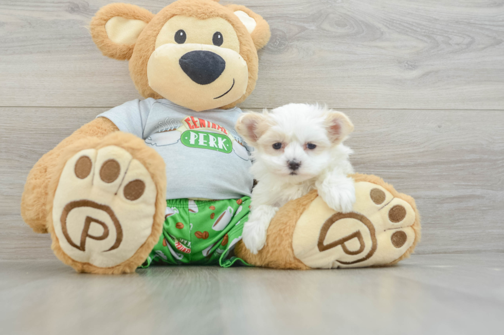 Happy Maltipoo Baby