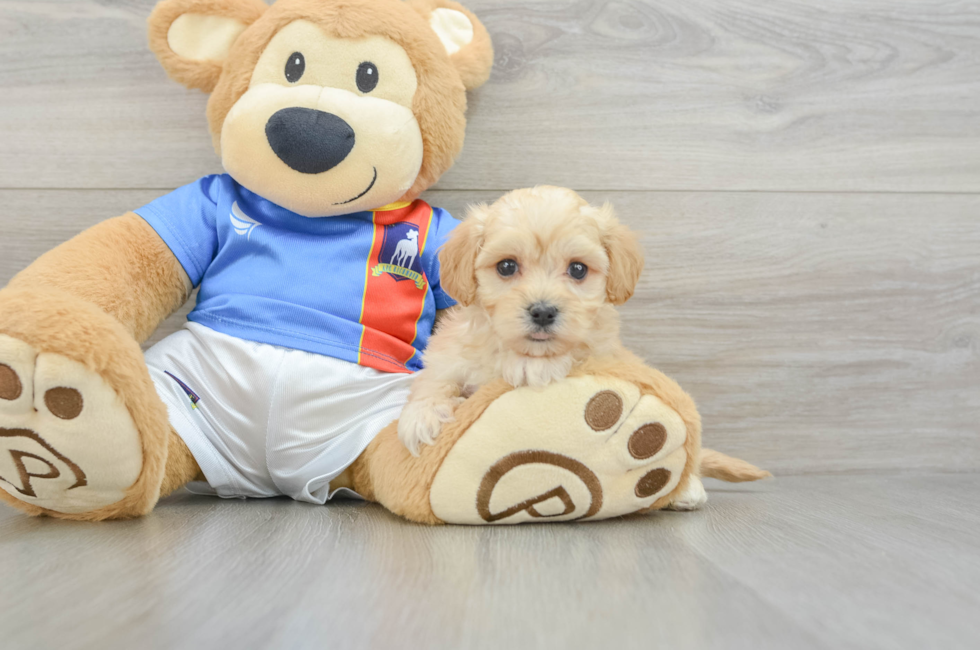 5 week old Maltipoo Puppy For Sale - Premier Pups