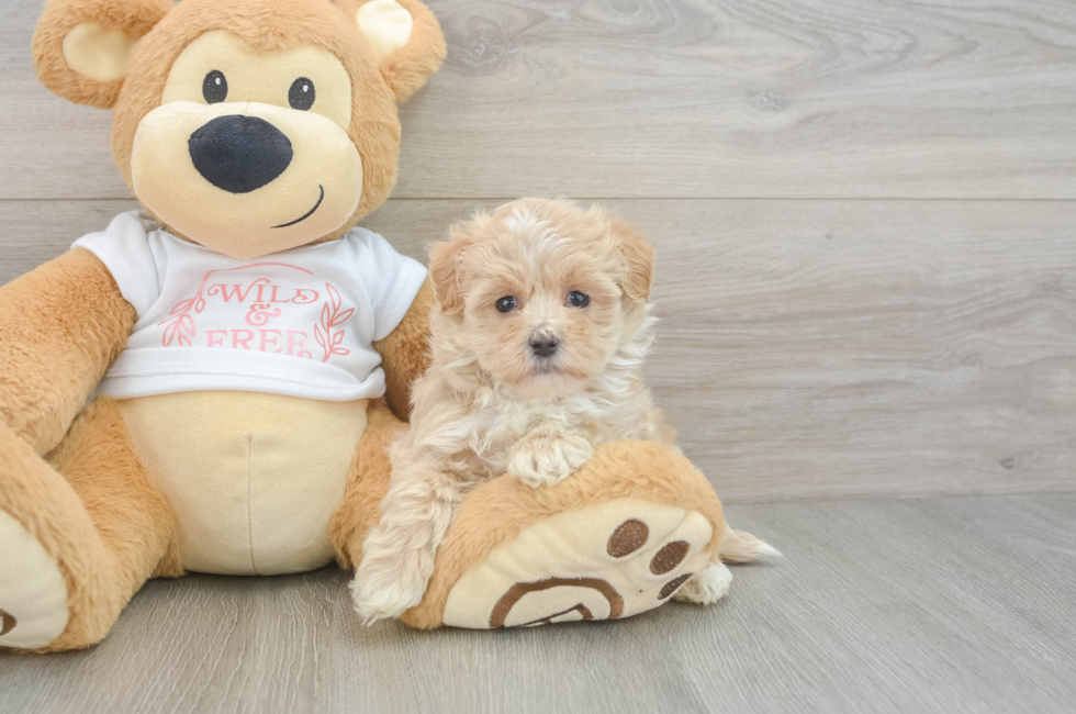 6 week old Maltipoo Puppy For Sale - Premier Pups