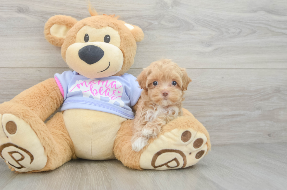 5 week old Maltipoo Puppy For Sale - Premier Pups