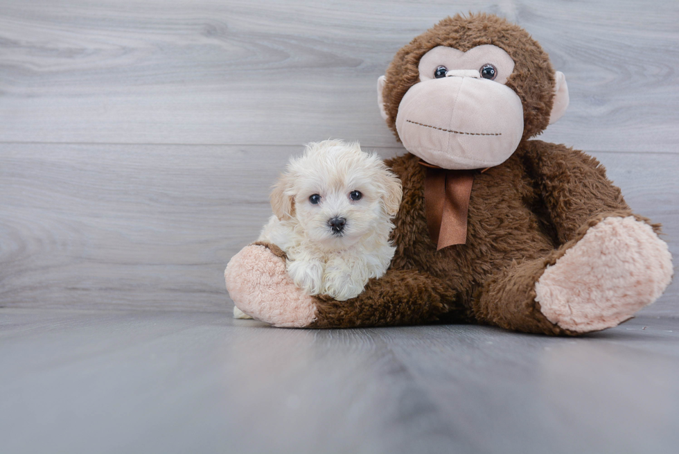 Maltipoo Puppy for Adoption