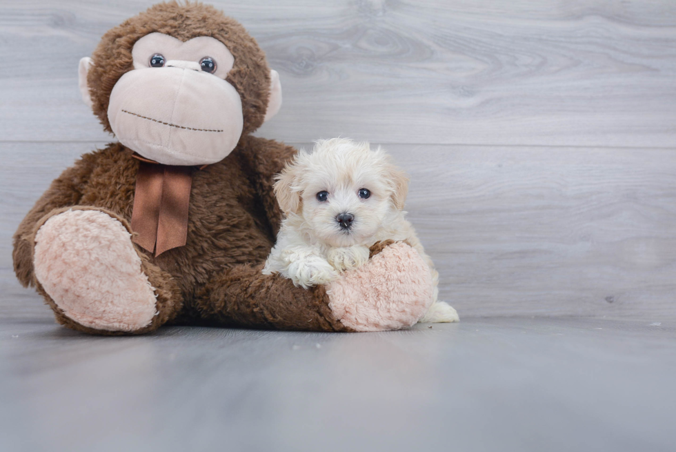 Best Maltipoo Baby