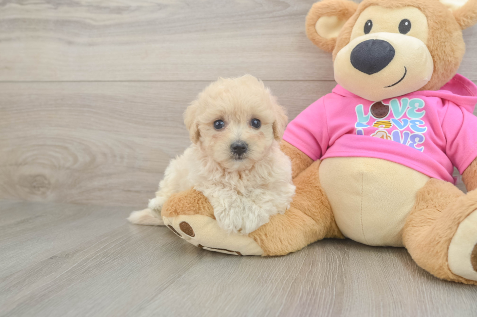 Maltipoo Pup Being Cute