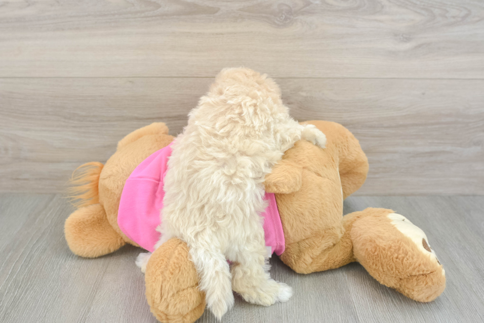 Smart Maltipoo Poodle Mix Pup