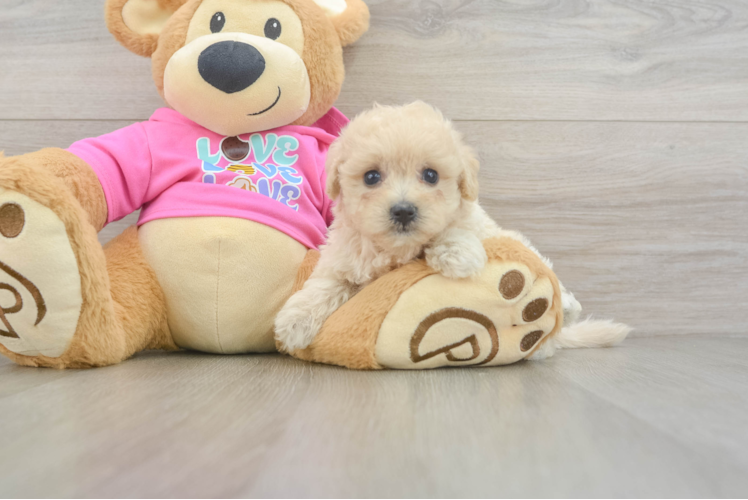 Smart Maltipoo Poodle Mix Pup
