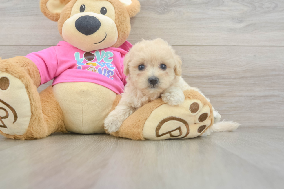 Smart Maltipoo Poodle Mix Pup