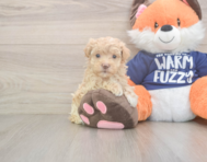 8 week old Maltipoo Puppy For Sale - Premier Pups