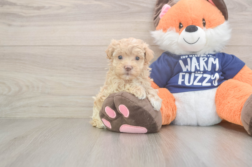 6 week old Maltipoo Puppy For Sale - Premier Pups